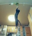 Zapping du Web: regardez ce chat sauter hyper haut pour décrocher son jouet