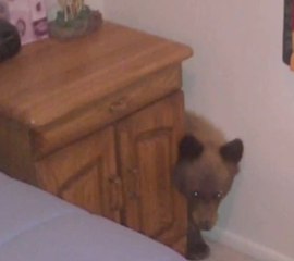 Regardez comment un ourson a saccagé une cuisine pour dévorer des bonbons