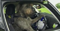 Regardez ces chiens qui viennent d'apprendre à conduire