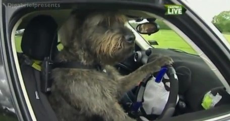 Regardez ces chiens qui viennent d'apprendre à conduire