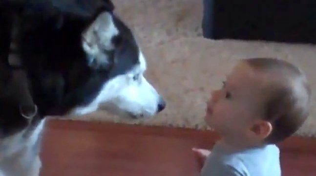 Regardez ce chien parler le même langage que ce bébé !