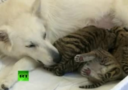 Cette chienne a adopté trois bébés tigres et les nourrit !