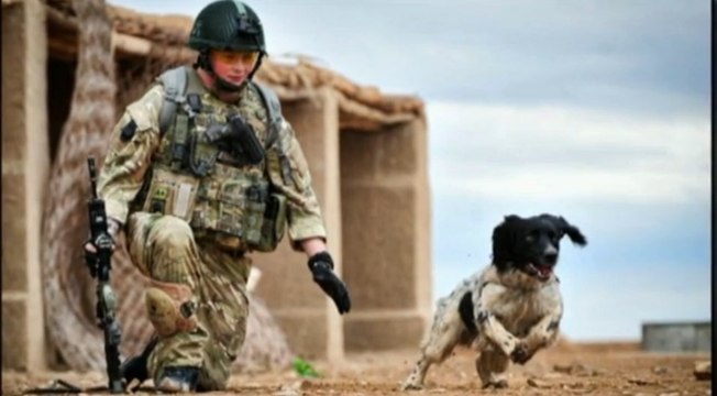 Un chien décoré par l'armée britannique à titre posthume pour son héroïsme en Afghanistan