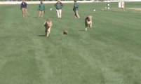 Regardez ces guépards lâchés dans un stade aux Etats-Unis