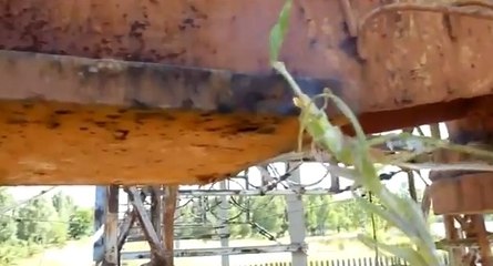 Placée près d'un émetteur, cette plante remplace la radio