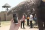 Un éléphant lui arrache son téléphone des mains et l'avale