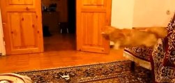 Ce chat est terrifié par les bruits du jeu vidéo Super Mario