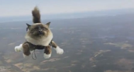Ces chats font un saut en parachute pour une compagnie d'assurance