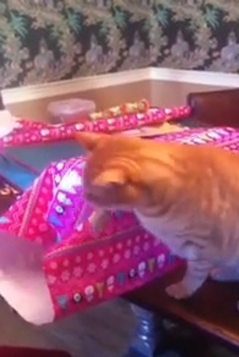 Ce chat empêche sa maîtresse d'emballer les cadeaux de Noël