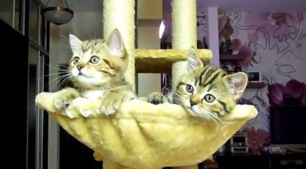 Ces chatons suivent attentivement un match de tennis à la télé