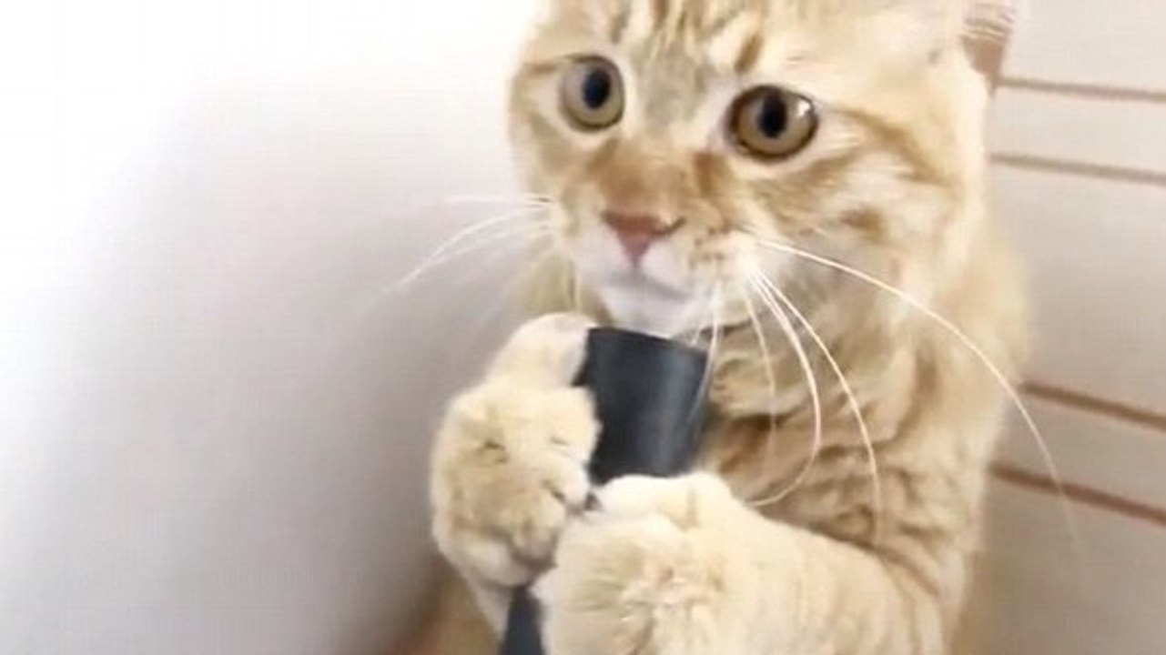 Ce chaton a l'air de penser que cet aspirateur est un distributeur de lait