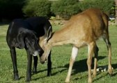 Abandonné, ce cerf a trouvé refuge auprès de ce chien