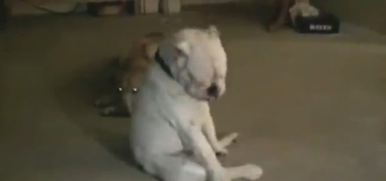 Sourd, ce bouledogue anglais a le blues dans la peau