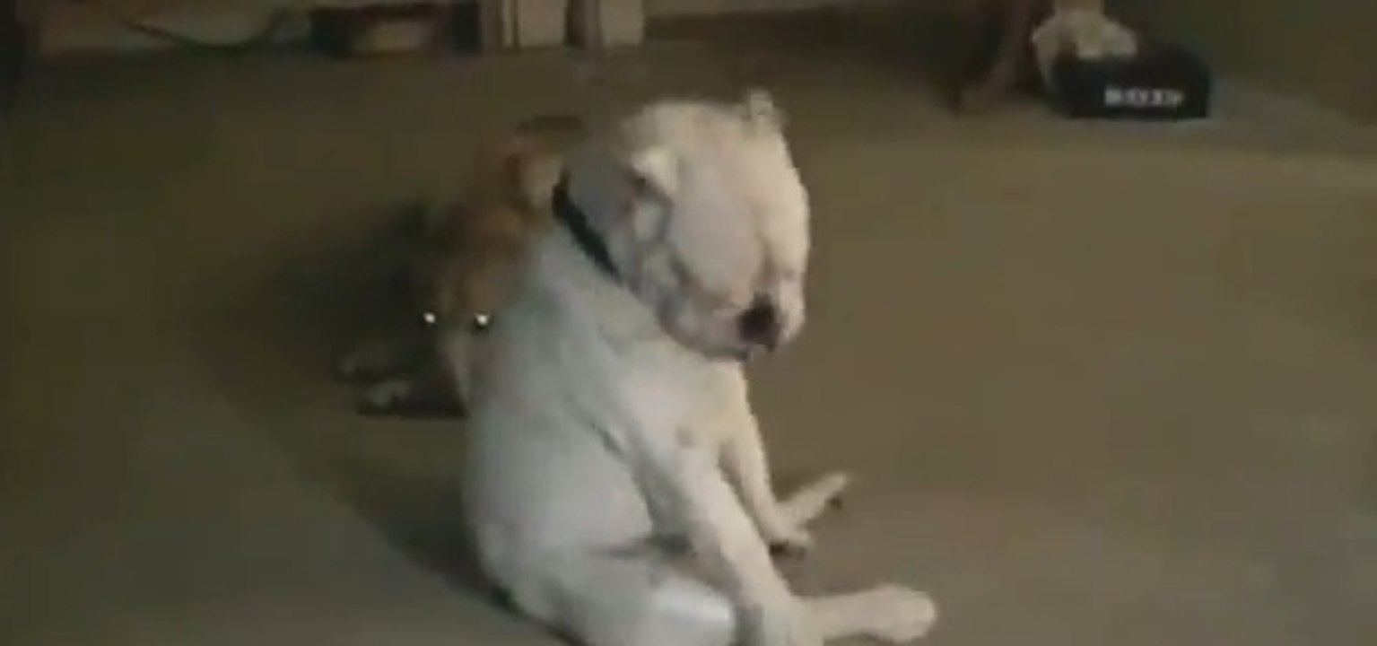 Sourd, ce bouledogue anglais a le blues dans la peau