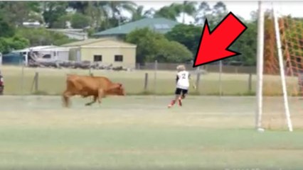 Un taureau envahit un terrain de foot et poursuit un joueur