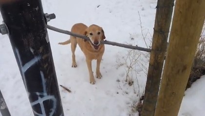 Ce chien ne sait pas comment passer la porte avec son bâton !