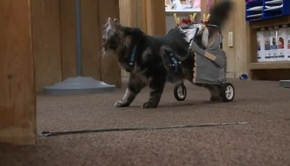 Ils construisent un appareil qui aide ce chat paralysé à remarcher