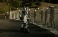 Déguisé en zèbre, un homme sème la pagaille dans un zoo