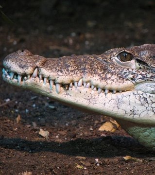 Regardez l'évasion de 15 000 crocodiles en Afrique du Sud à cause d'inondations