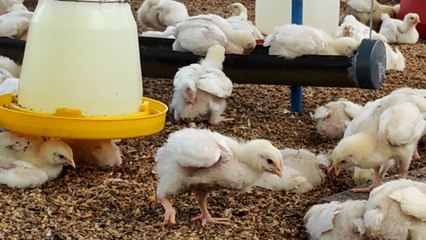 Nueva Segovia: Bono Tecnológico mejora la vida de matrimonio en Quilalí