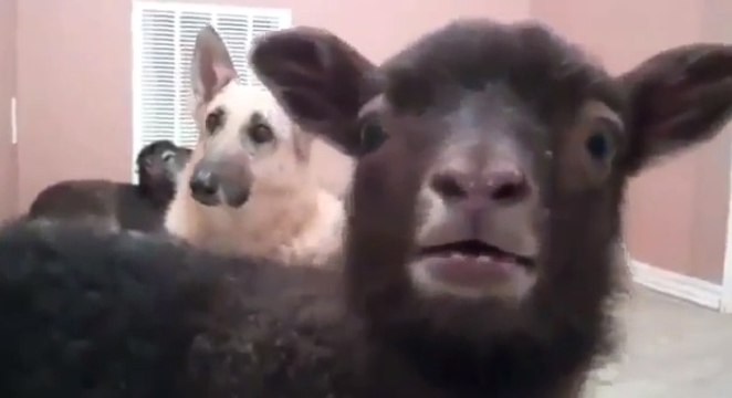 Ces chèvres crient et hurlent comme de véritables humains !