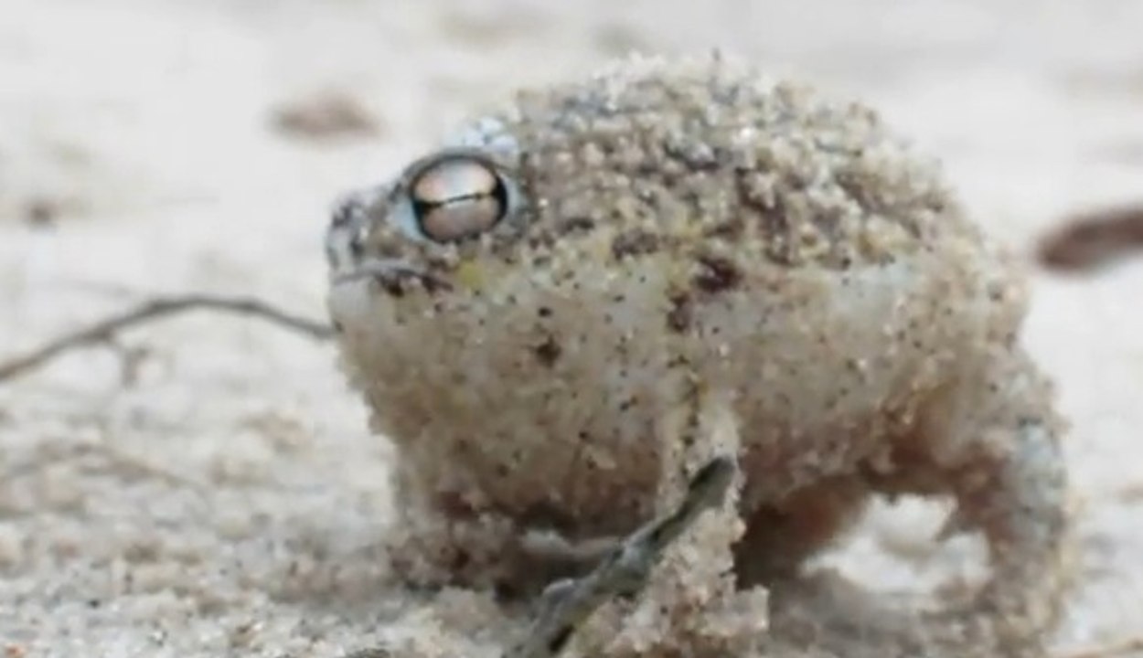 Le cri de cette grenouille fait le buzz sur le web