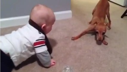 Regardez ce combat étonnant entre un enfant et un chien