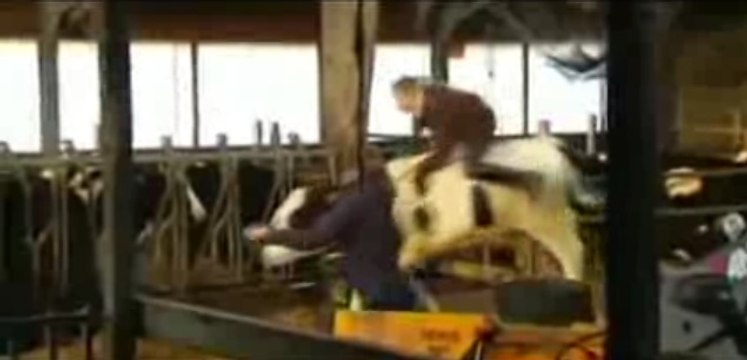 Cette fillette a dressé sa vache au saut d'obstacles !