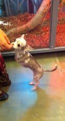 Handicapé, ce chihuahua marche sur ses pattes arrière