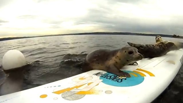 Regardez ces bébés phoques faire du surf sur une vraie planche