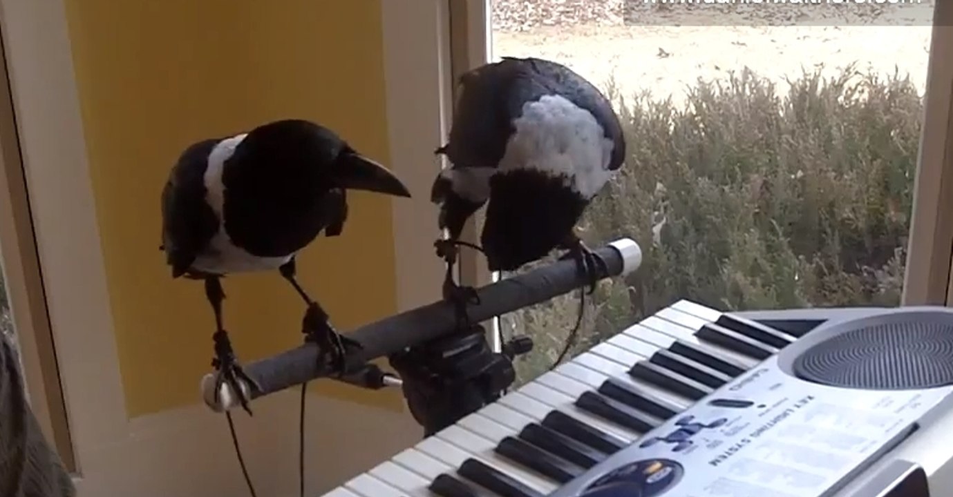 Regardez ces deux oiseaux jouer du piano avec leurs becs