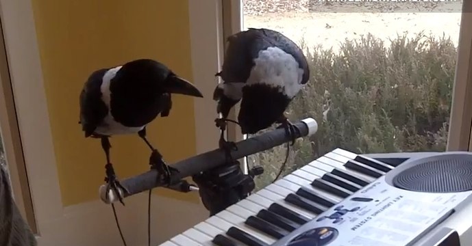 Regardez ces deux oiseaux jouer du piano avec leurs becs