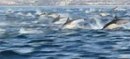 Ils rencontrent des centaines de dauphins en pleine mer