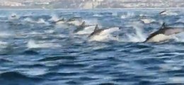 Ils rencontrent des centaines de dauphins en pleine mer