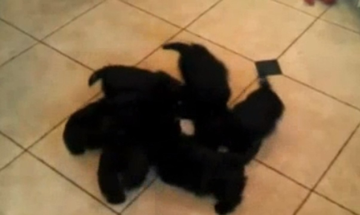 Ces petits chiens se mettent à tourner en rond à l’heure du repas !