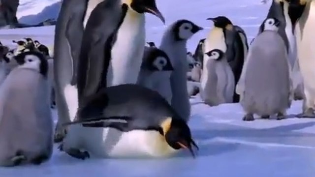 Découvrez les pires chutes de nos amis les manchots !