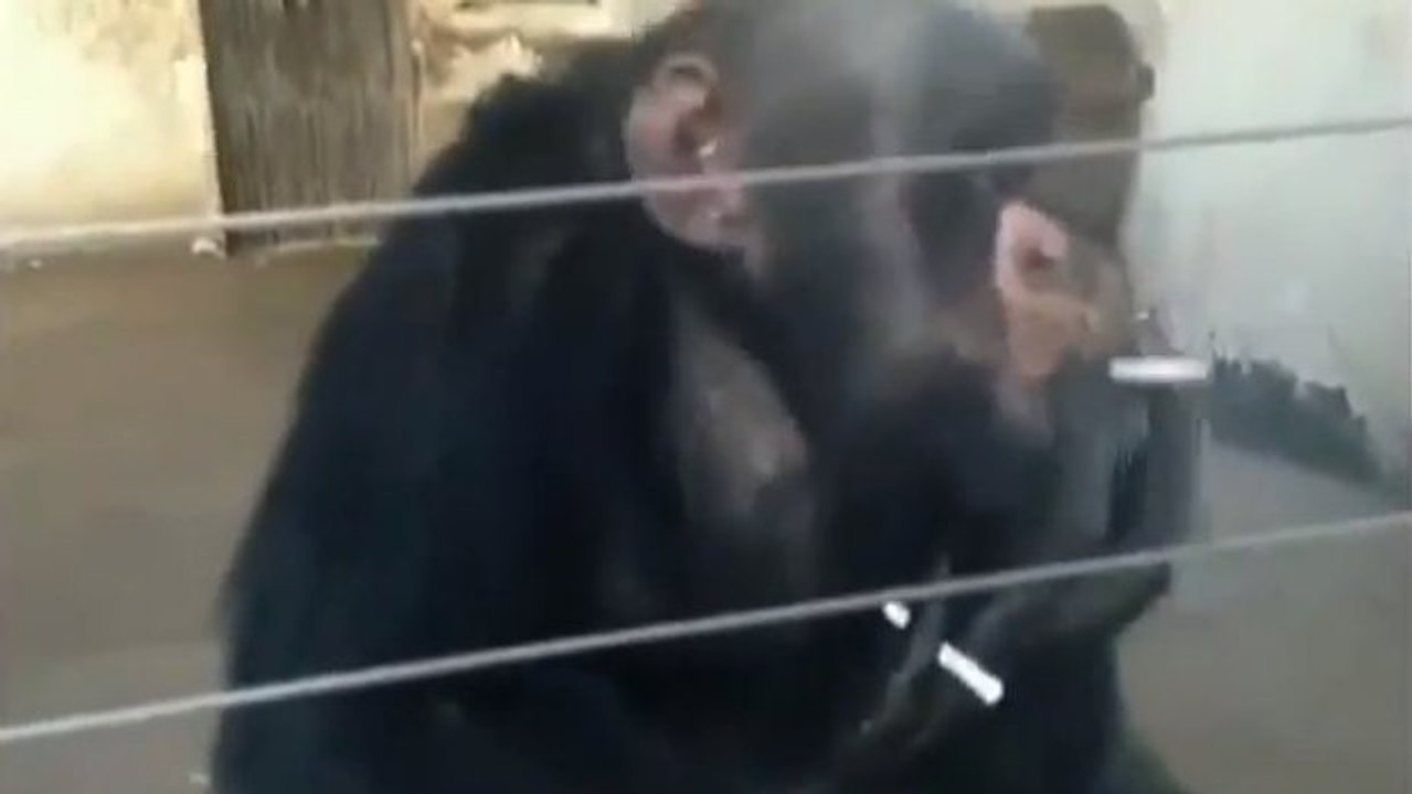 Ce singe en captivité fume cigarette sur cigarette