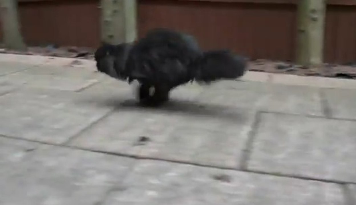 Ce chat arrive à se déplacer en n'utilisant que ses deux pattes du côté droit