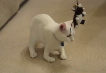 Ce chat ne possède pas d'os dans ses pattes avant !