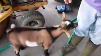 Regardez cette chèvre qui se met à glousser comme une poule