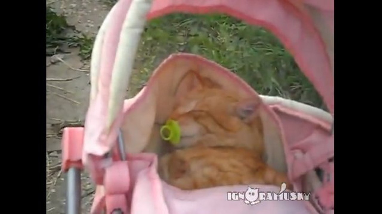 Regardez ce chat qui est confortablement installé dans la poussette de sa jeune maîtresse