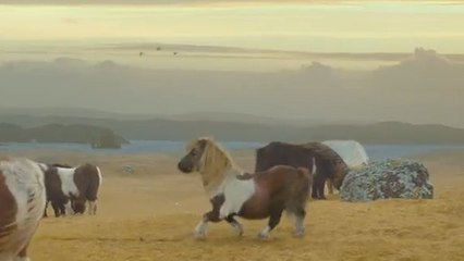 Un poney qui danse le moonwalk : Histoire de la meilleure pub du monde