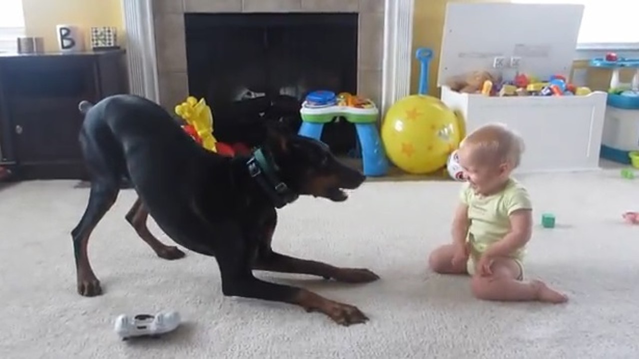 Regardez ce bébé qui joue sans crainte avec un doberman