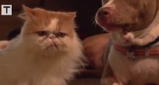 Découvrez une bataille d'anthologie entre un chat et un chien en slow motion