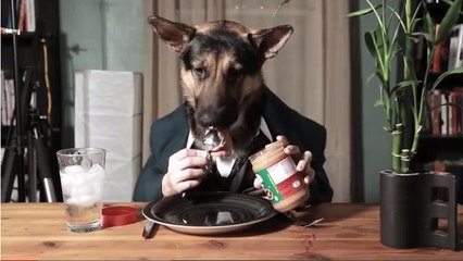 Odin, l'incroyable chien qui mange comme un homme !