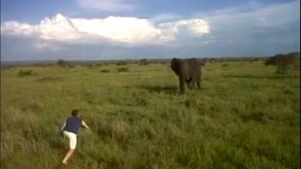 Ivre, il court et charge un éléphant sauvage dans le Parc National Kruger