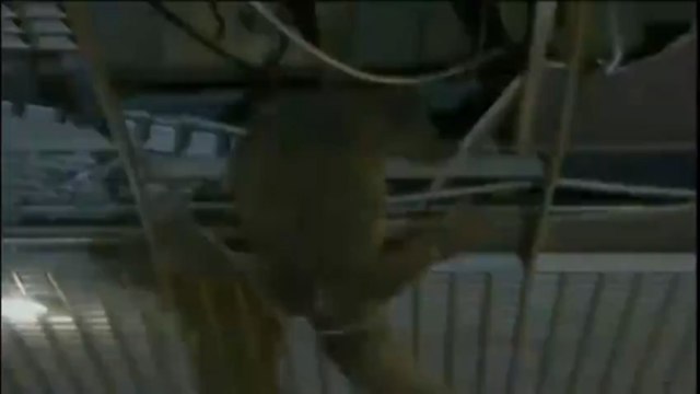 Thaïlande : Un varan se cachait dans le plafond du Parlement