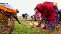 FOCUS SUR LA SOCIÉTÉ D’AMÉNAGEMENT D'EXPLOITATION DES TERRES DU DELTA DU FLEUVE SÉNÉGAL (SAED)