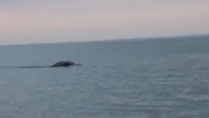 Le monstre du Loch Ness a-t-il refait surface en Irlande ?