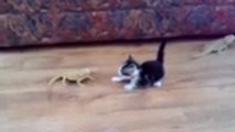 Ce petit chat a eu la peur de sa vie en rencontrant ces lézards !